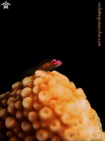 A pink eye goby
