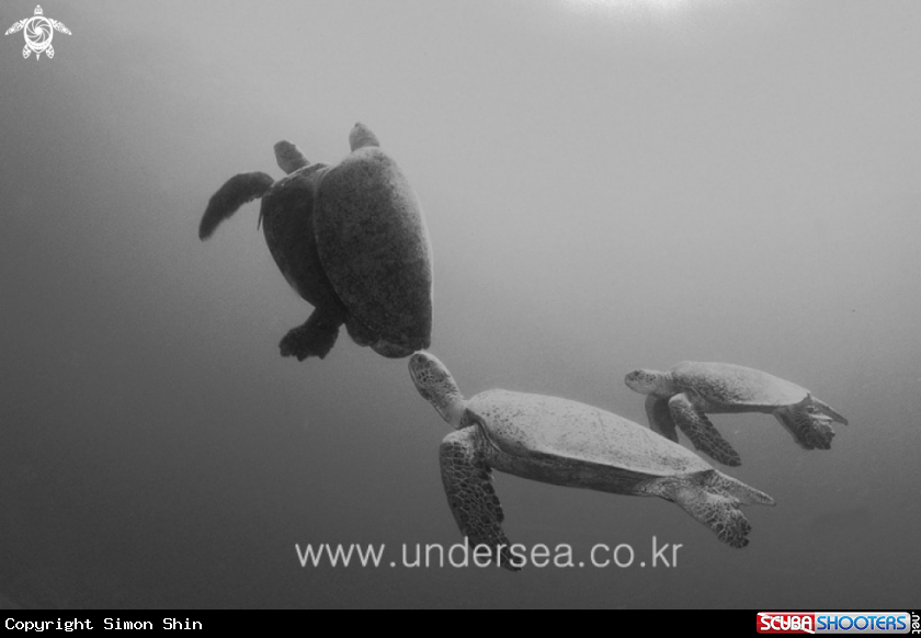 turtle mating in barracuda point, sipadan