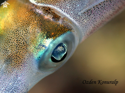 A Caribbean reef squid 
