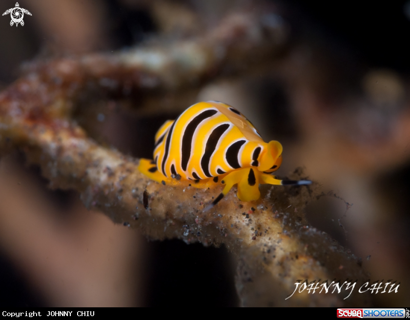 A Tiger egg cowrie