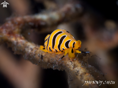 A Tiger egg cowrie