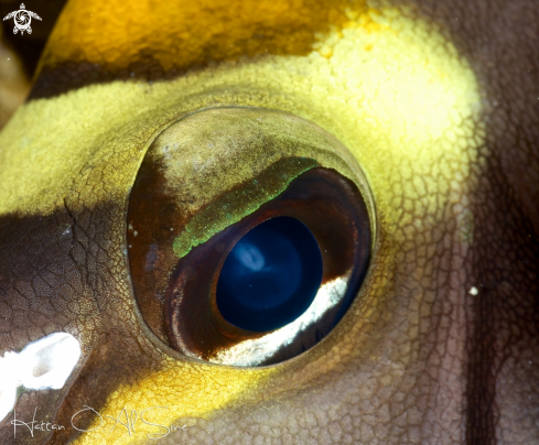 A Orangespine Unicornfish