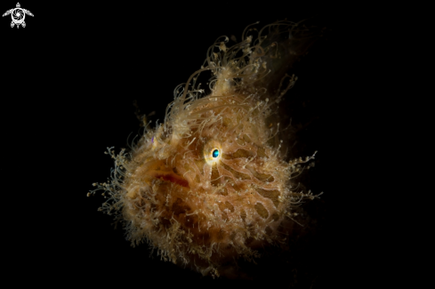 A hairy frog fish
