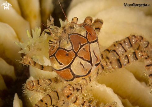 A boxer crab - Lybia tesselata