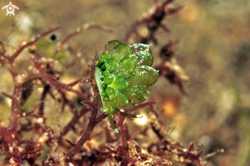 A Ercolania coerulea | sea slug