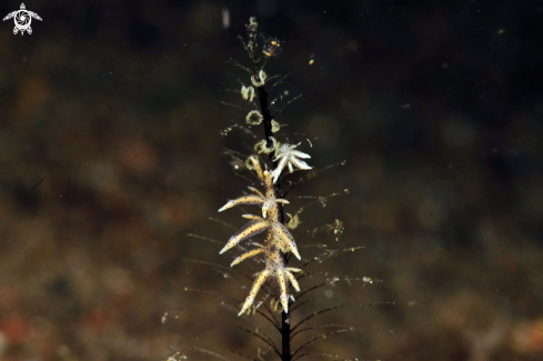 A Eubranchus virginalis   | sea slug