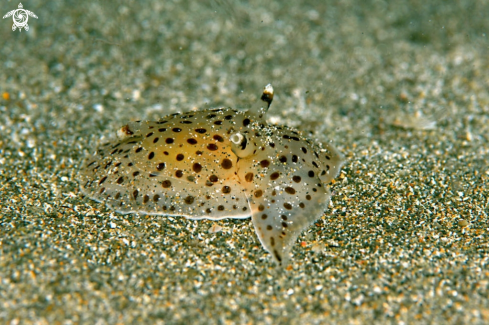A Euselenops luniceps  | sea slug