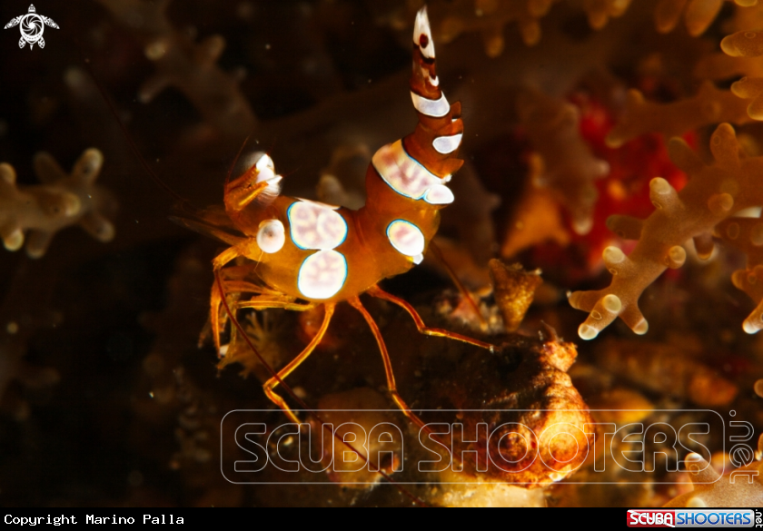 A Sexy Anemone Shrimp