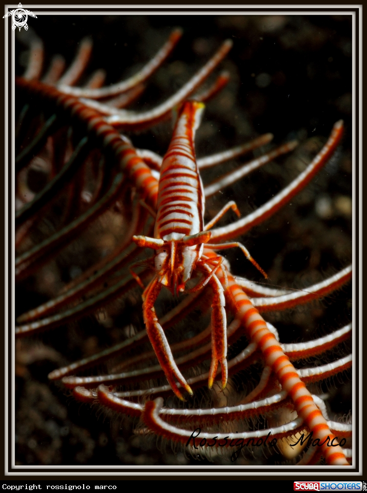 commensal shrimp