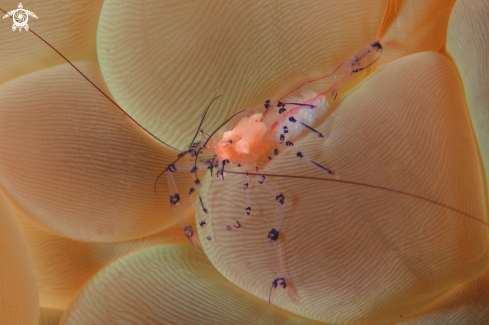 A Gambero simbionte del Corallo a bolle