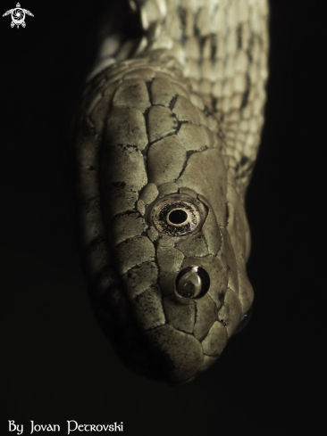 A Natrix tessellata | Vodena zmija Ribarica / Water snake - Dice snake.