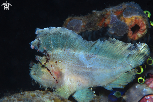A Taenianotus triacanthus | Leaf Scorpion Fish