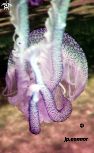 A Méduse pélagique