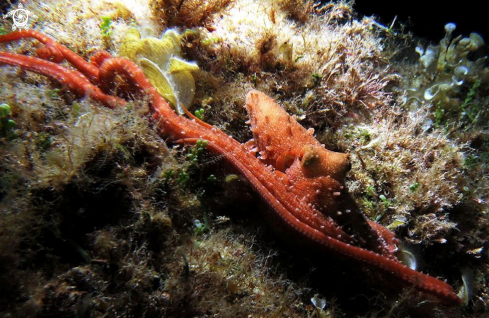 A Octopus macropus | polpessa