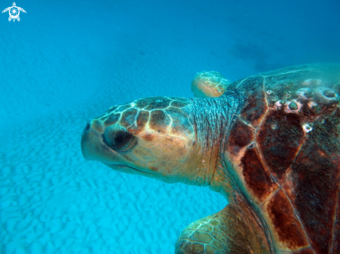 A Chelonia mydas | tartaruga marina