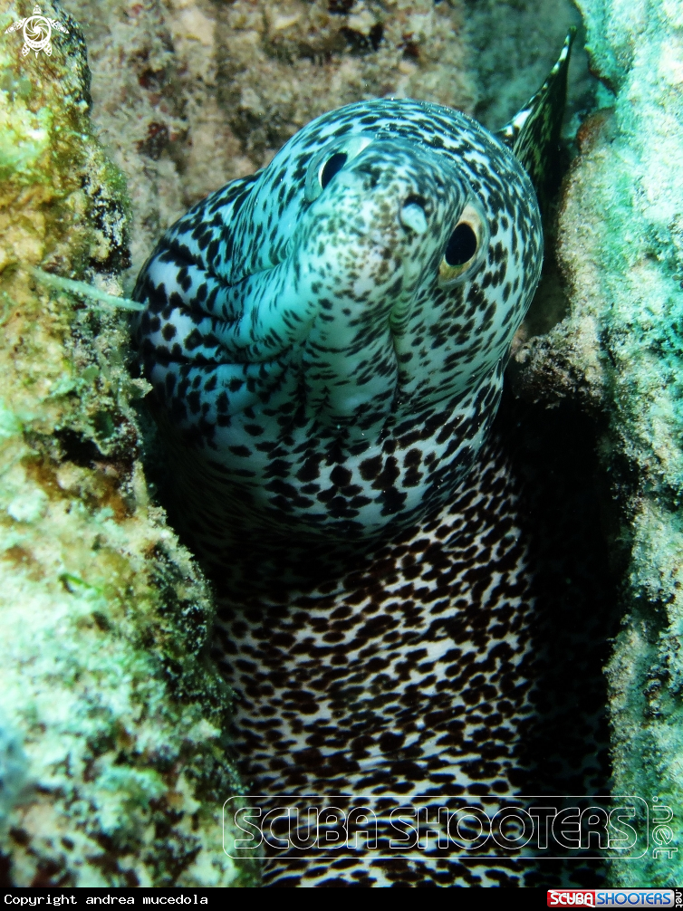 A spotted moray eel