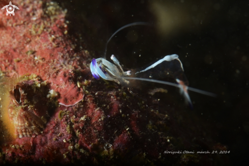 A Periclimenes magnificus | anemone shrim