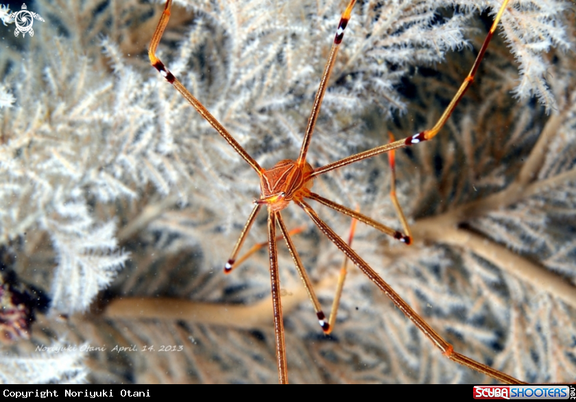 A Ortmann's spider-crab