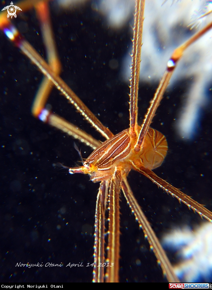 Ortmann's spider-crab close-up
