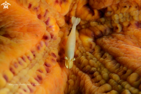 A Periclimenes soror | starfish shrimp