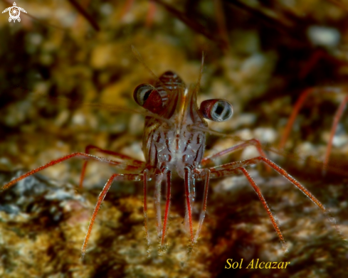 A dancing shrimp