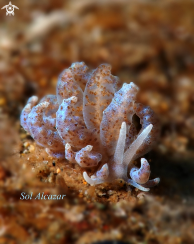 A solar powered nudibranch 