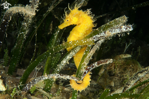 A Hippocampus guttulatus | Cavalluccio marino-Sea Horse