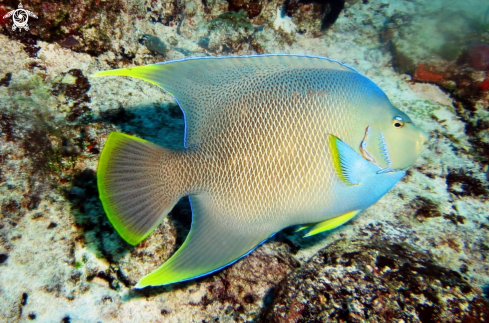 A  Holacanthus ciliaris  | pesce angelo - QUEEN ANGELFISH  