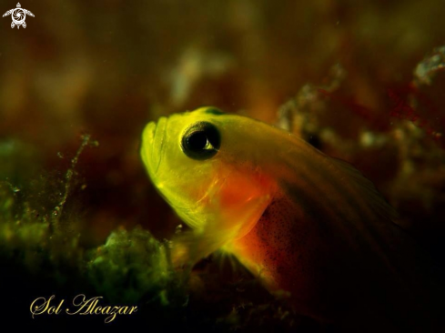 A Pygmy yellow goby