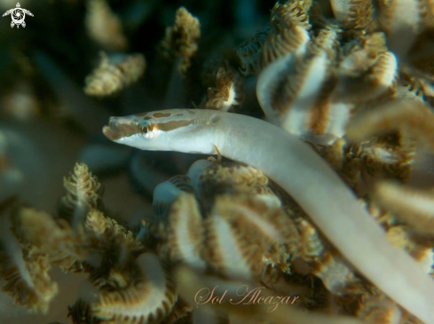 A Xenia coral pipefish