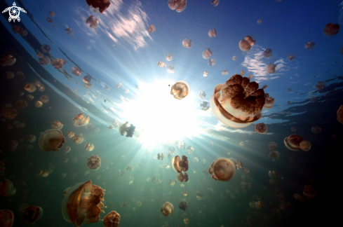 A Mastigias papua | Golden Jellyfish