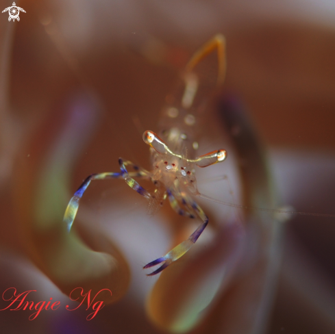 A Commensal Shrimp | Shrimp
