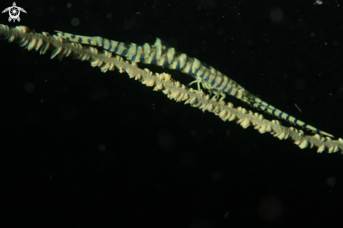A Tozeuma Armatum Shrimp | Needle Shrimp