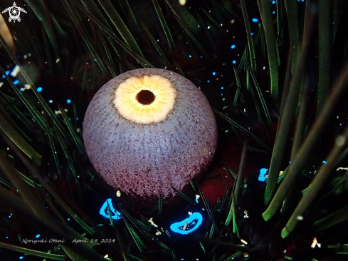 A Diadem urchin