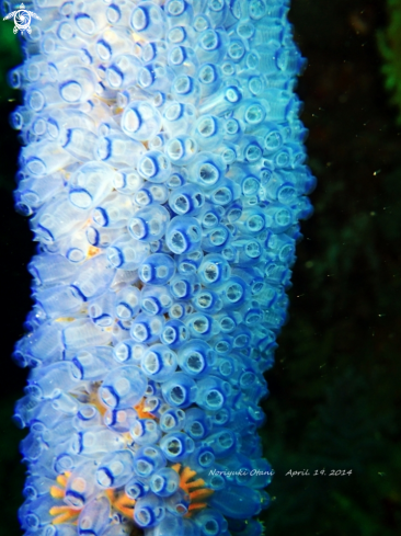 A Clavelina sp. | tunicate
