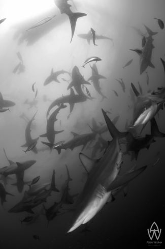 A Carcharhinus Limbatus | Oceanic Black Tips