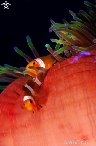 A Western clown anemonefish | Memo