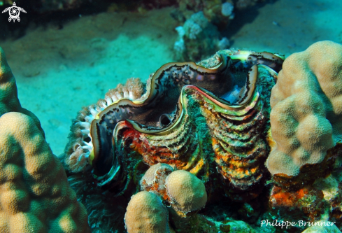 A Giant clam