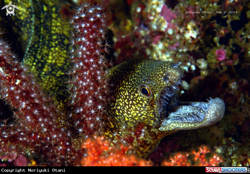 A Reticulate hookjaw moray