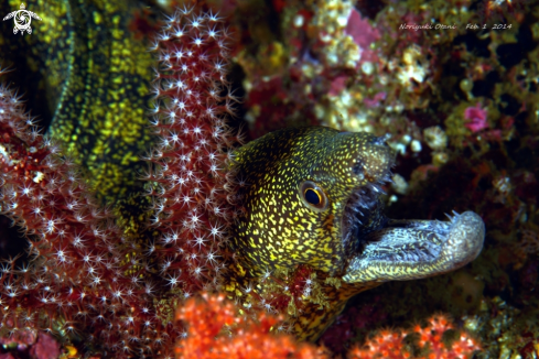 A Reticulate hookjaw moray