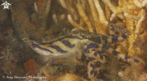 A Hapalochlaena fasciata  | Blue-lined Octopus