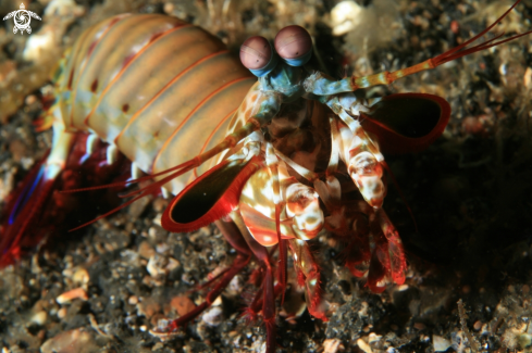 A Odontodactylus scyllarus | Peacock Mantis Shrimp