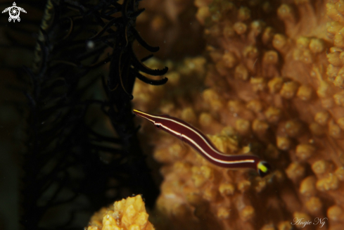 A Long-Snout Clingfishes | Clingfishes