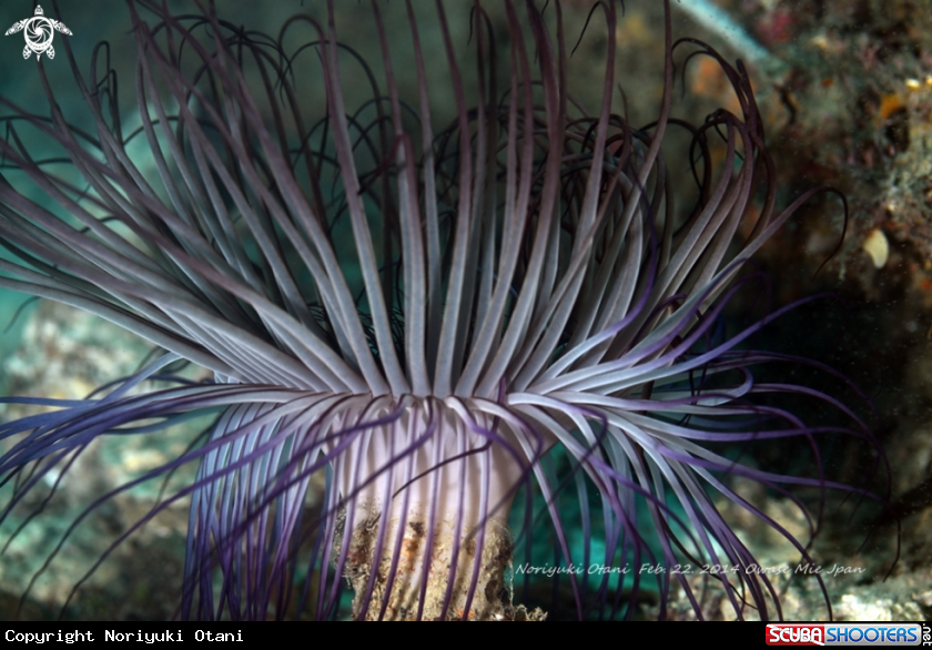 A Tube-dwelling anemones