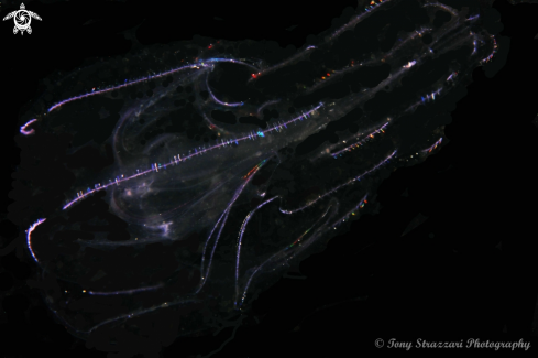 A Bolinopsis sp | Comb jelly