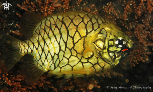 A Cleidopus gloriamaris | Pineapplefish