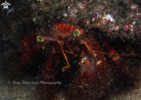 A Hairy red hermit crab
