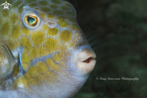 A Anoplocapros inermis | Eastern smooth boxfish