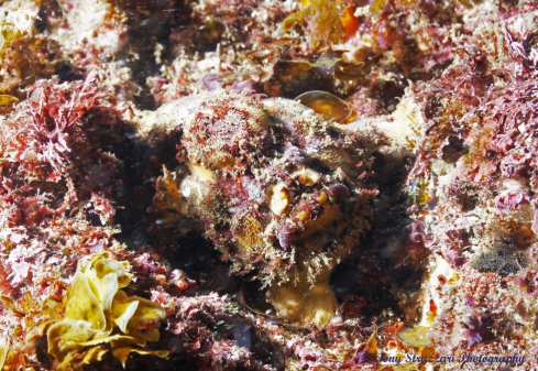 A Freckled Frogfish