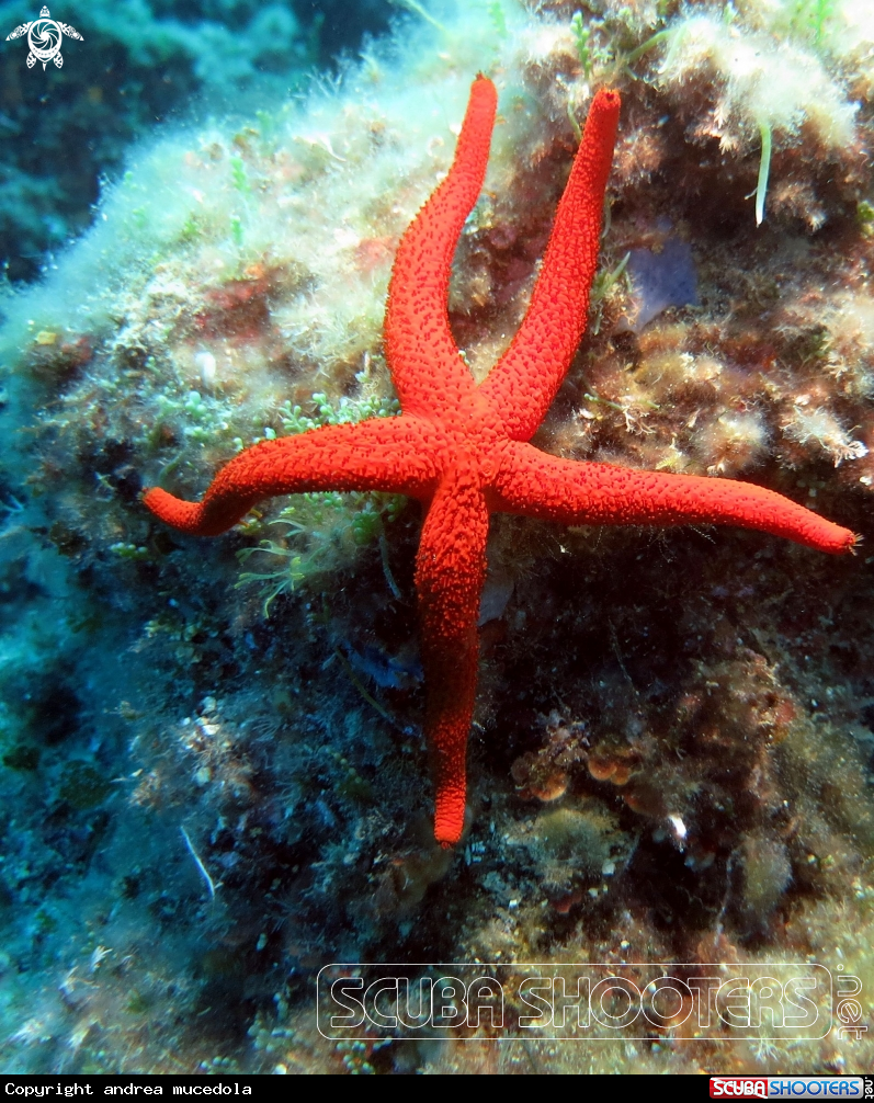 A stella marina rossa